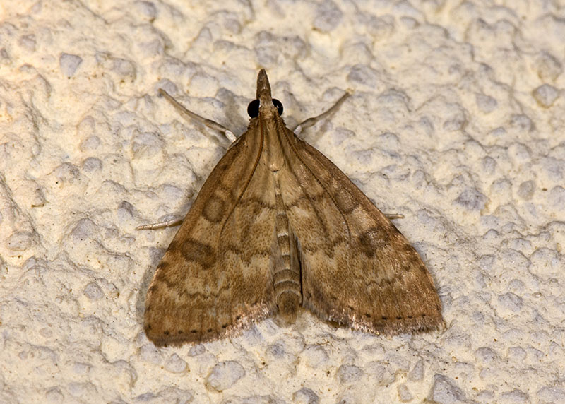 Crambidae Udea fulvalis ? S